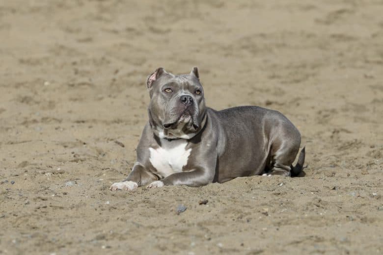 Blue Nose Pitbull on the sand