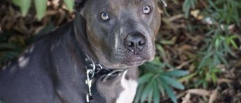 Blue Nose Pitbull sitting under a few plants or trees
