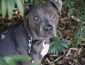 Blue Nose Pitbull: What You Need to Know About “The People’s Dog”