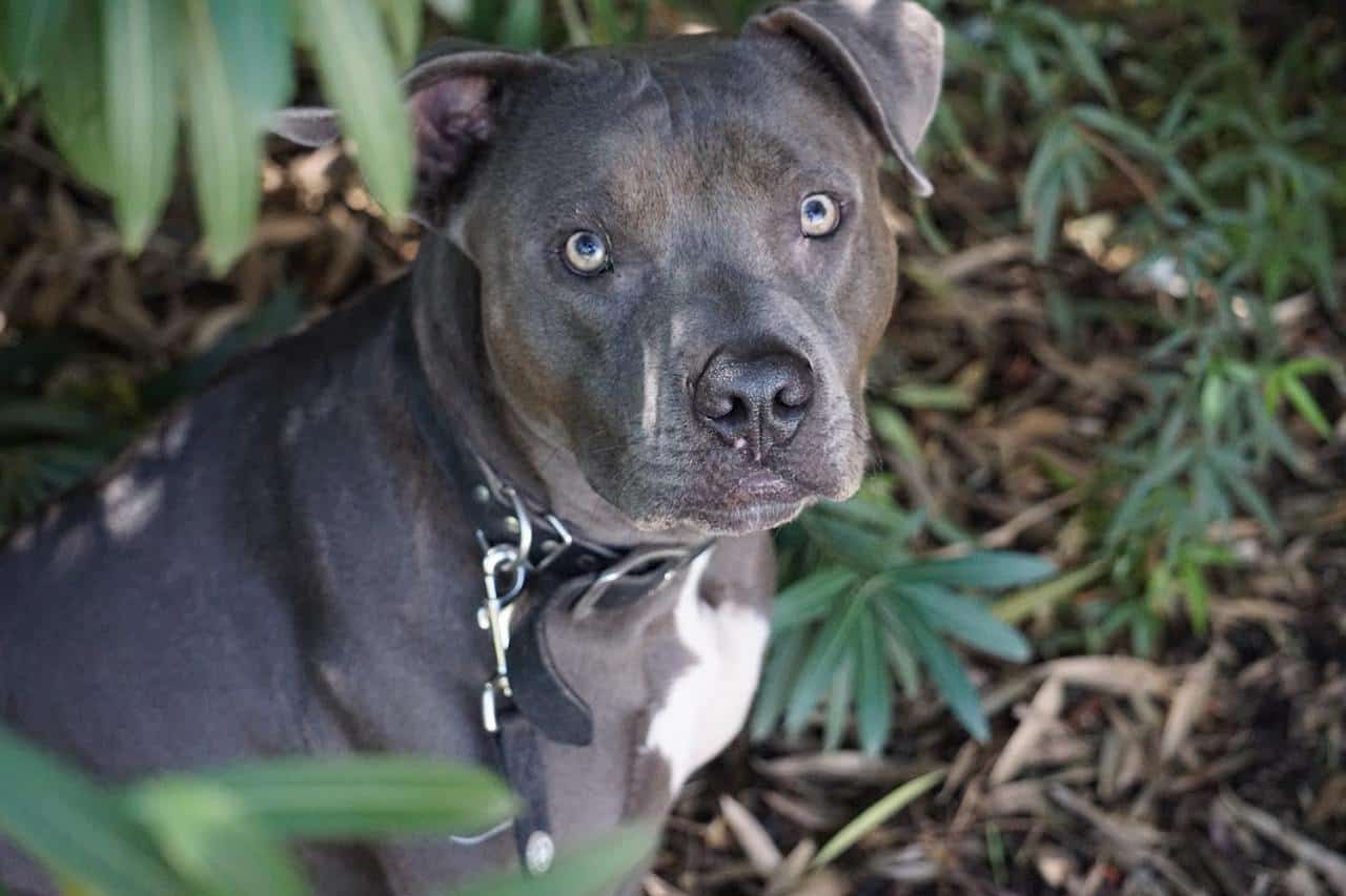 blue pit with blue eyes