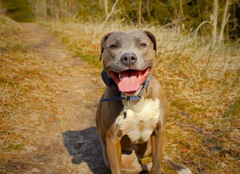 Blue Nose Pitbull smiling and standing in the middle of a field