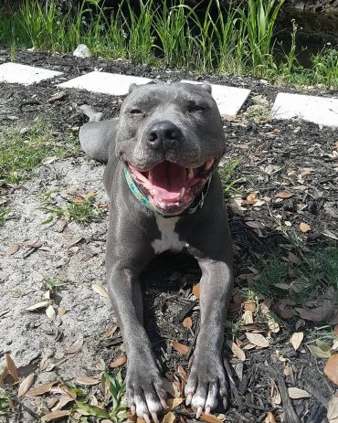 A smiling Blue Nose Pit taking a rest in the yard