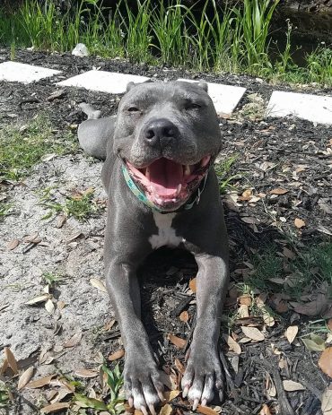 strong blue nose pitbull