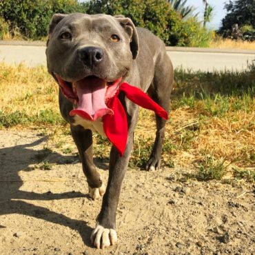 Blue Nose Pitbull with red scarf out on a walk