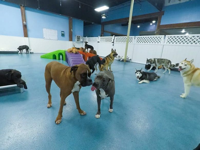 source Blue Nose Pitbull with its tongue out socializing in doggie day care