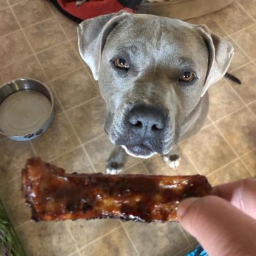 Blue Nose Pitbull looking at a saucy rib