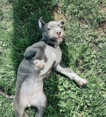 Blue Nose Pitbull pup lying on its back on the grass