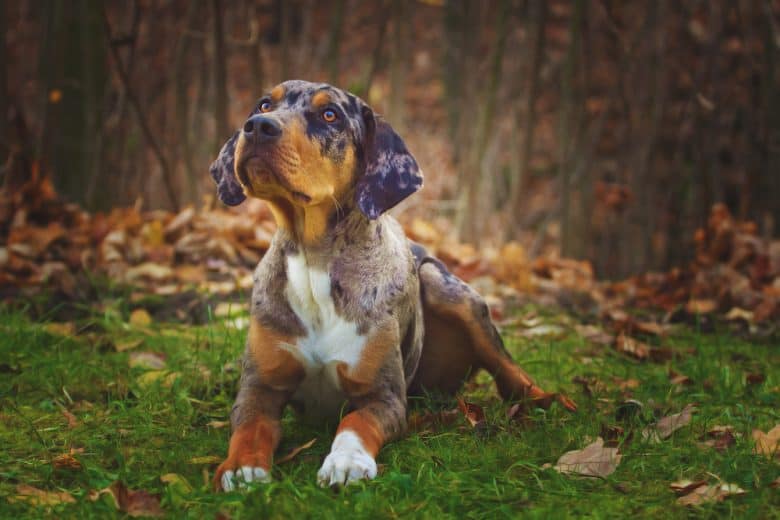 Catahoula Leopard Dog looking up while lying in the grass