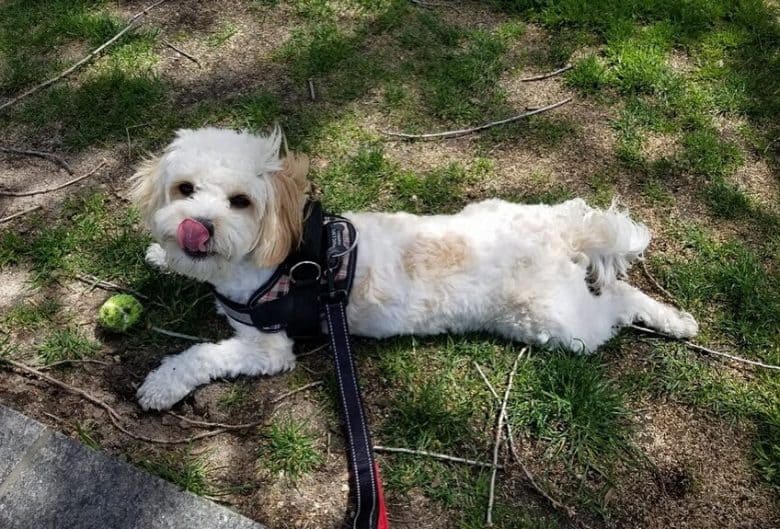 Cavalier King Charles Spaniel and Bichon Frise mix in a harness laying on the ground