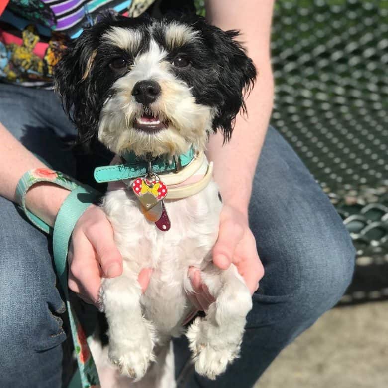 Cavachon in a harness standing and being held