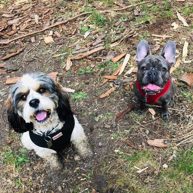 Cavalier-Bichon mix standing outdoors with a French Bulldog
