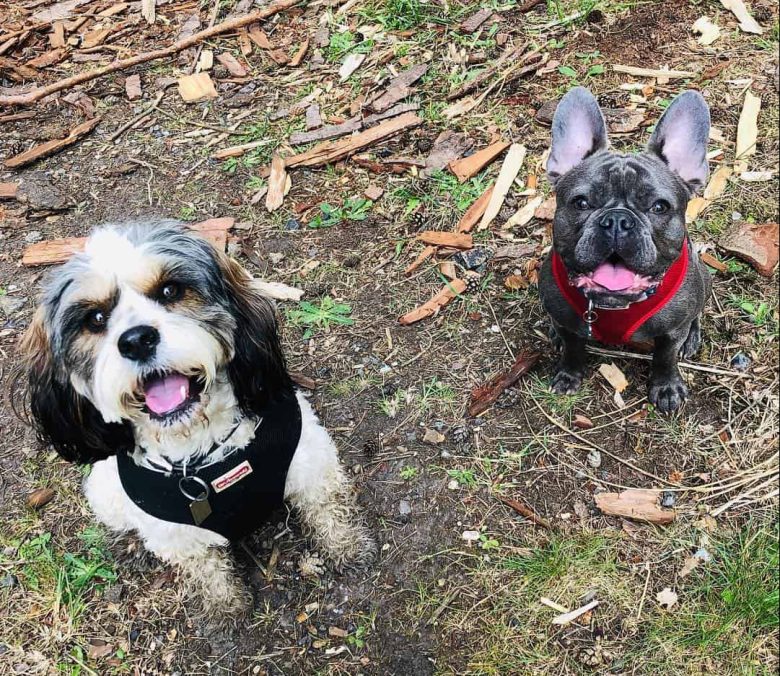 Cavalier-Bichon mix standing outdoors with a French Bulldog