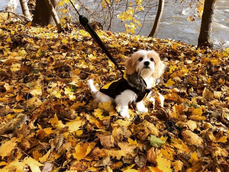 Cavachon sitting outdoors among leaves during fall