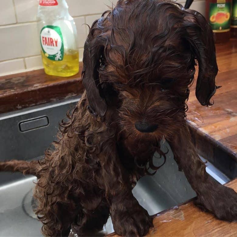 Cavalier-Poodle mix getting a bath in the sink
