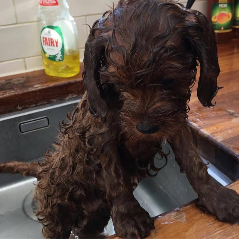 Cavalier-Poodle mix getting a bath in the sink