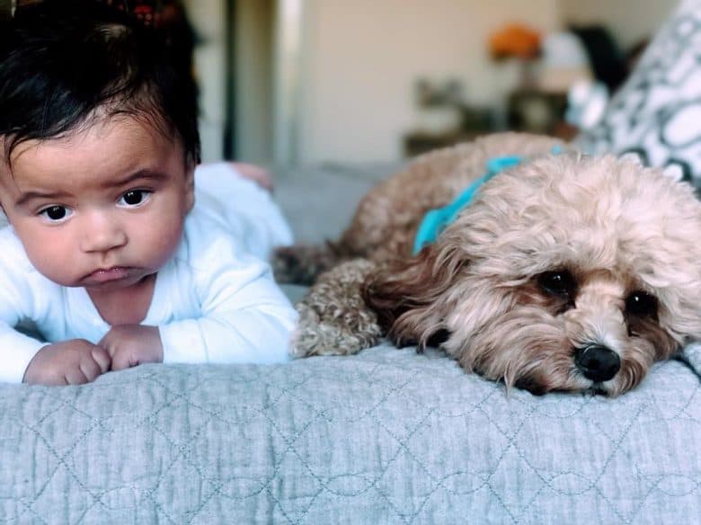 Cavalier-Poodle mix lying beside a baby on the bed