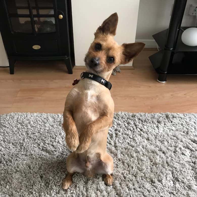 Chihuahua Yorkie Mix standing on its hind legs