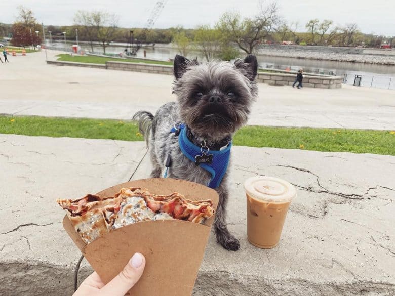 Chorkie sitting in the park and looking at food