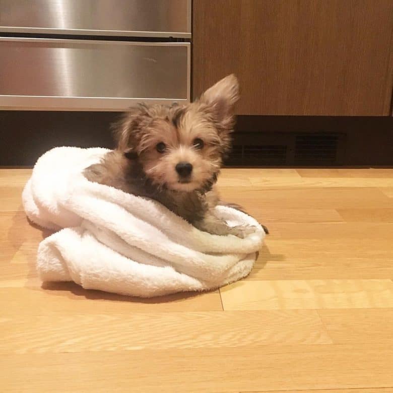 Chihuahua Yorkie Mix puppy in a blanket on the floor