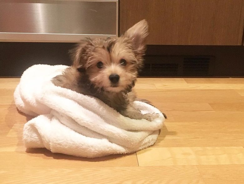 Chihuahua Yorkie Mix puppy in a blanket on the floor