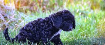Black Cockapoo standing in the grass outdoors
