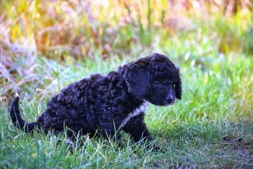 Black Cockapoo standing in the grass outdoors