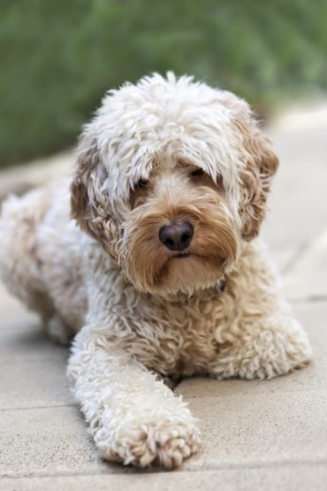 Cockapoo with pale yellow fur lying down with one paw out