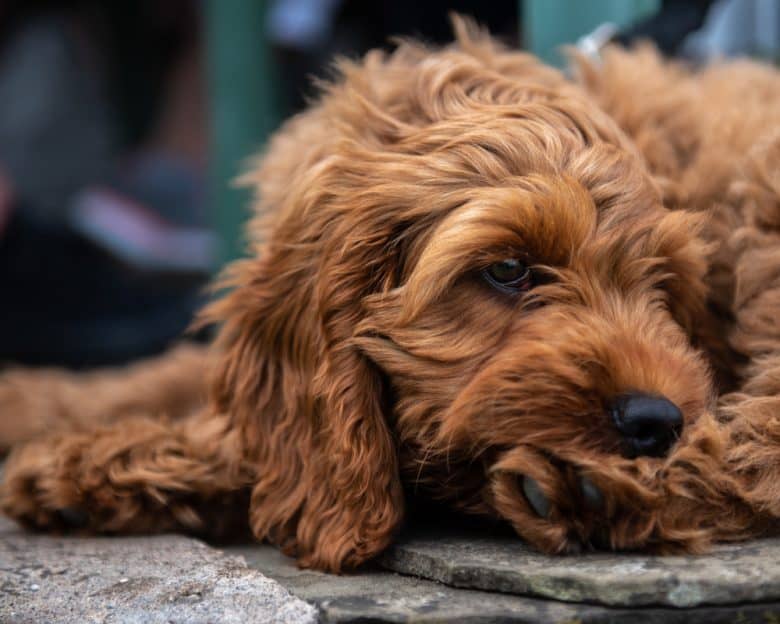 A red Cockapoo puppy lying on the pavement