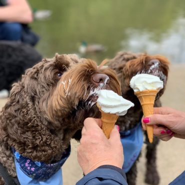 Two Cockapoos eating ice cream out of cones