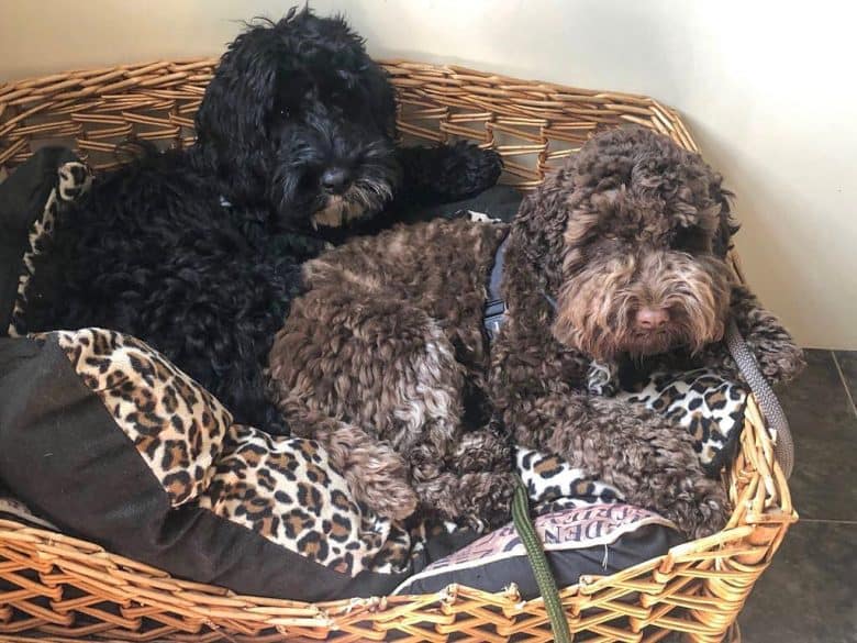 Two Cockapoos lying side by side in a dog bed