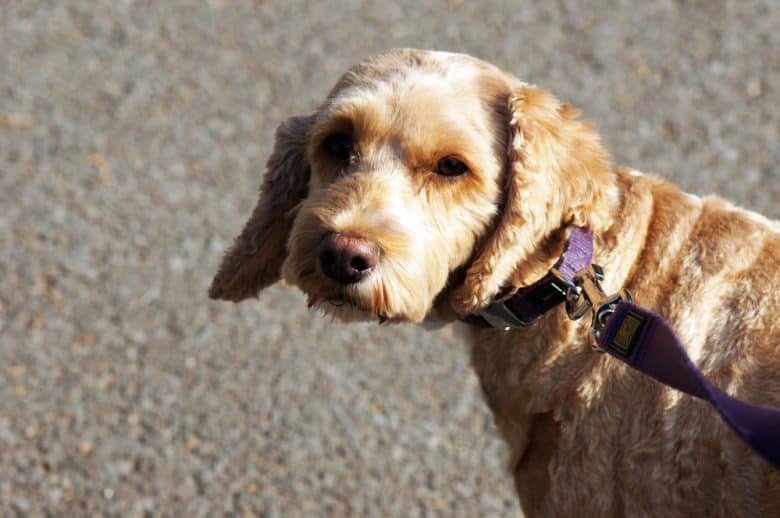 Spoodle on a leash looking back at its owner