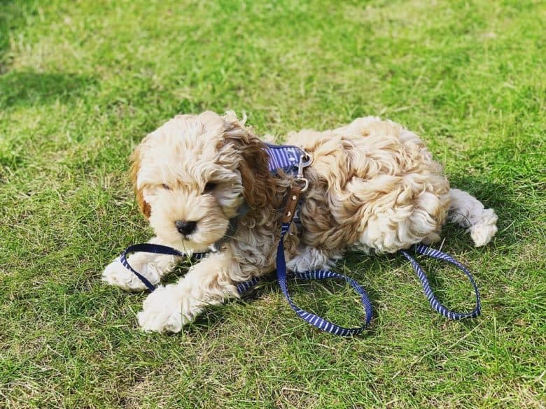 Cockapoo puppy with a harness lying in the grass