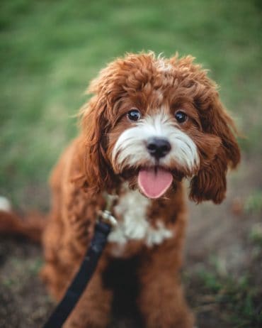 cockapoo ginger puppy