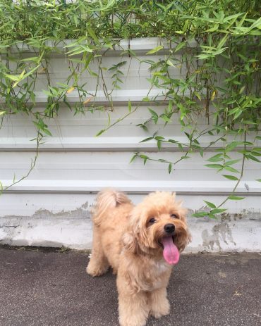 Maltipoo with its tongue out standing in front of a building