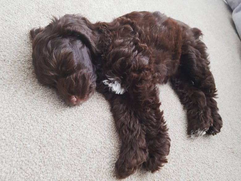 cockapoo kc registered breeders