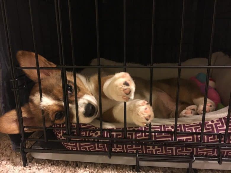 Corgi puppy lying down in a crate