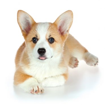 Pembroke Welsh Corgi puppy lying down with its tongue out
