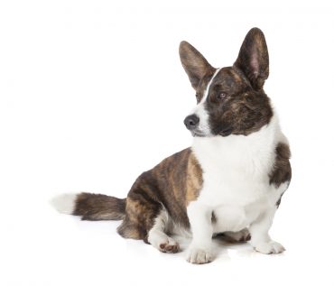Cardigan Welsh Corgi profile