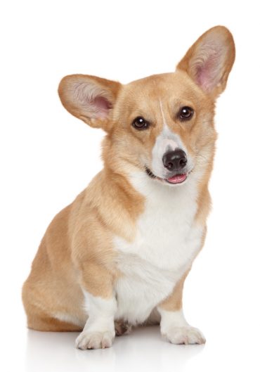 Pembroke Corgi profile