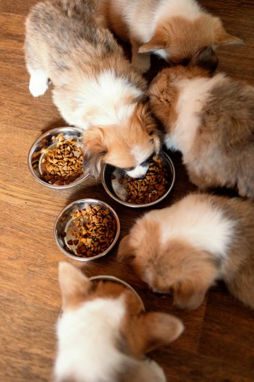 Welsh Corgi puppies eating out of bowls
