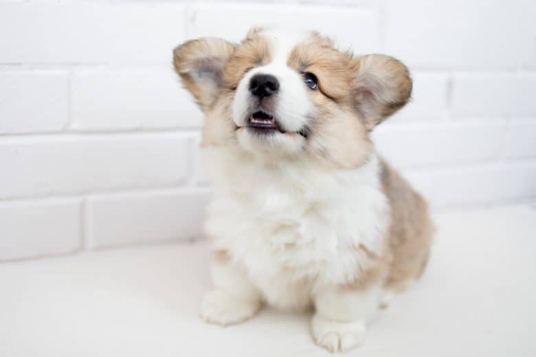 Welsh Corgi puppy sitting on the floor and looking up