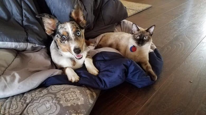 Corgi Aussie Mix lying beside a cat