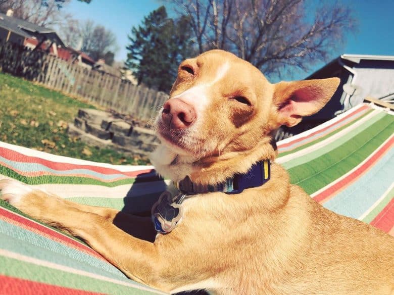 Corgi Chihuahua Mix lying in the sun