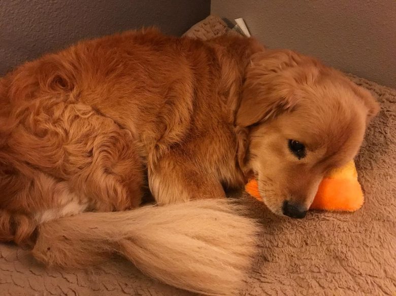 Corgi Golden Retriever Mix cuddling a toy