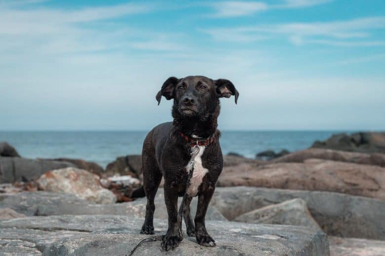Corgi Lab Mix standing on the beach