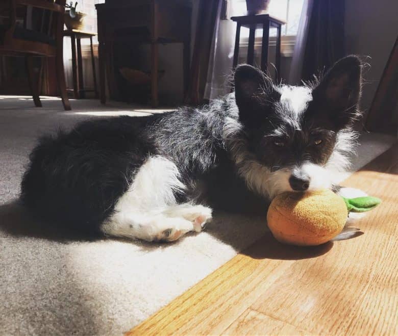Corgi Poodle Mix playing with a ball