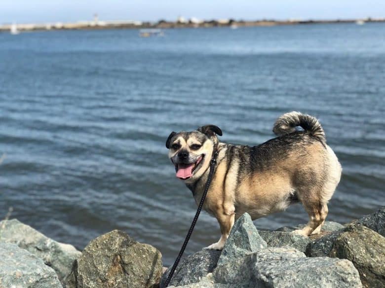 Corgi Pug Mix standing on a rock at the beach