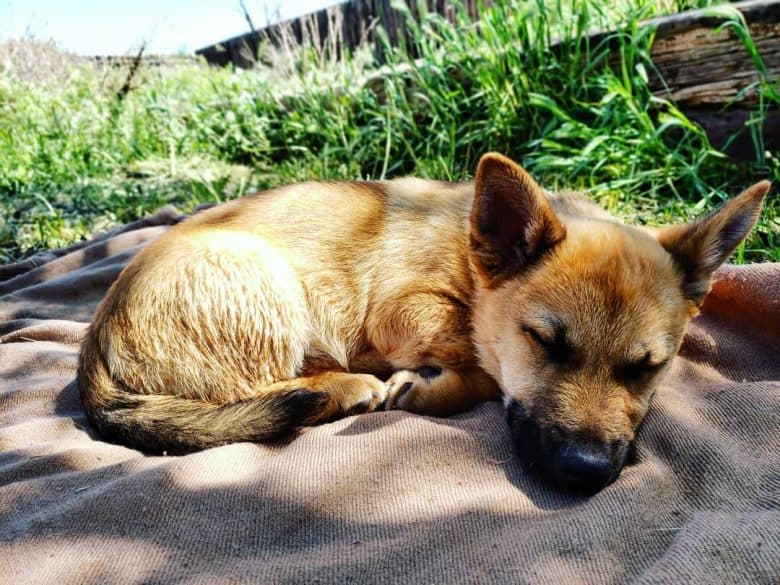 Corgi German Shepherd Mix lying on a blanket in the middle of grass