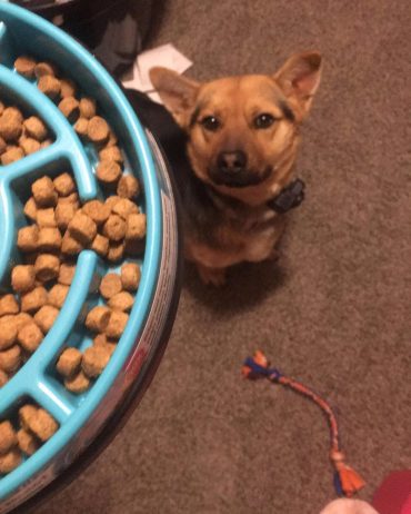 Corgi German Shepherd Mix looking up at a slow feeder bowl