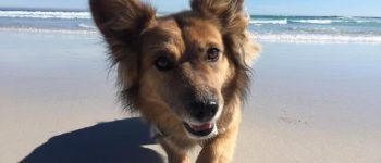 Corman Shepherd walking on the beach